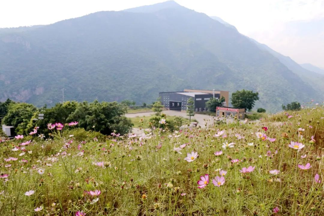 昔日“垃圾山”今朝“花海洋” 西区这个地方美出新高度