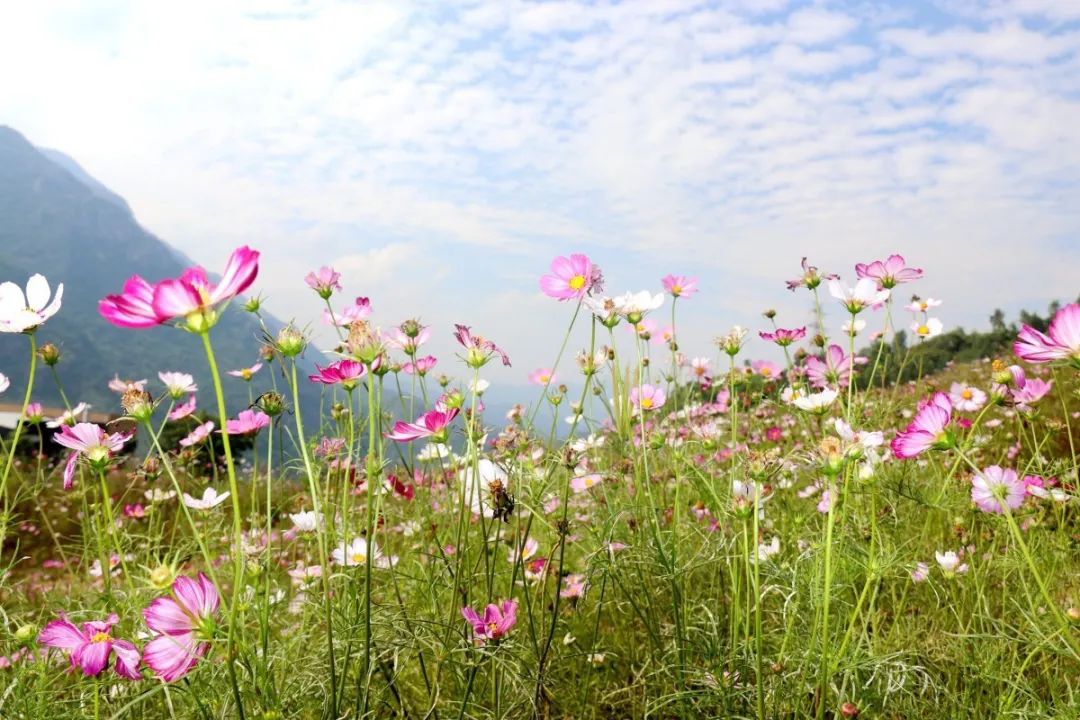 昔日“垃圾山”今朝“花海洋” 西区这个地方美出新高度