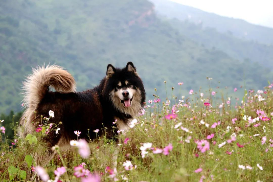 昔日“垃圾山”今朝“花海洋” 西区这个地方美出新高度