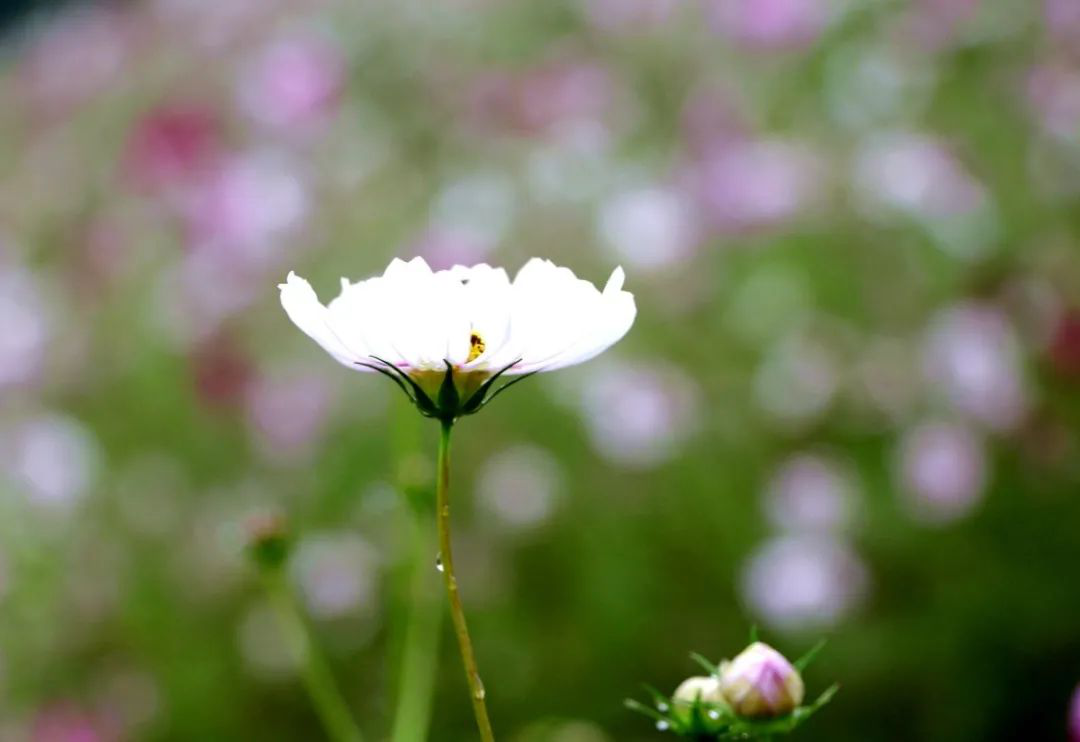 昔日“垃圾山”今朝“花海洋” 西区这个地方美出新高度