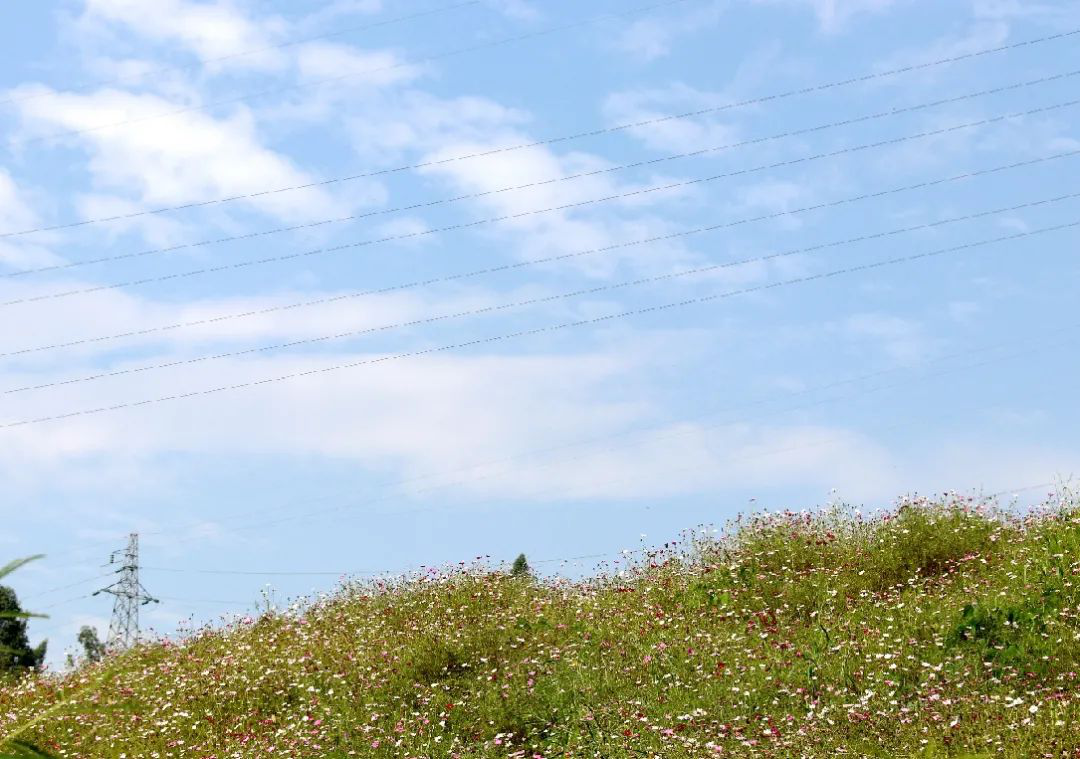 昔日“垃圾山”今朝“花海洋” 西区这个地方美出新高度