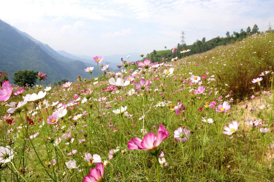 昔日“垃圾山”今朝“花海洋” 西区这个地方美出新高度